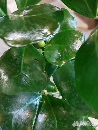 Фикус триангулярис