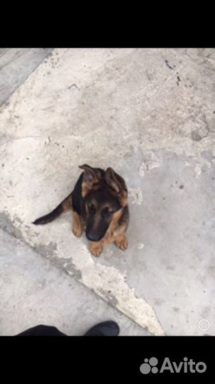 Немецкая овчарка вязка