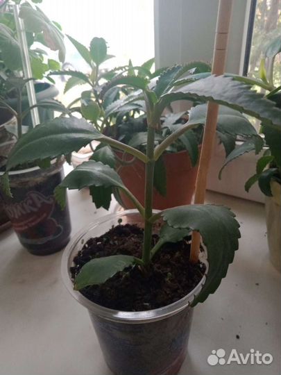 Каланхоэ лечебное