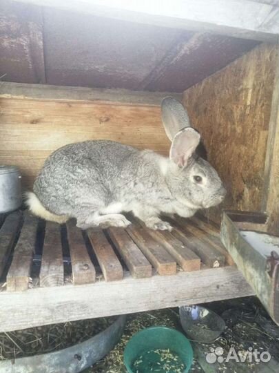 Кролики разных возрастов для разведения, а также м