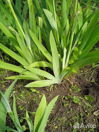 Сортовые ирисы, лилейник и много других цветов