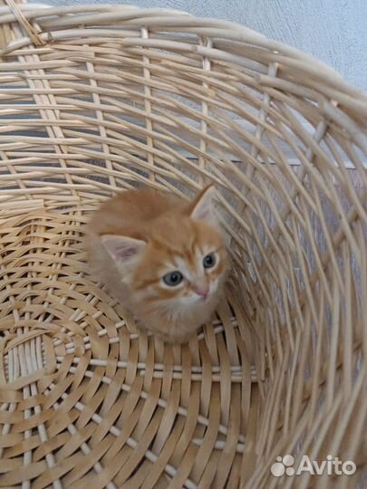 Котёнок-девочка