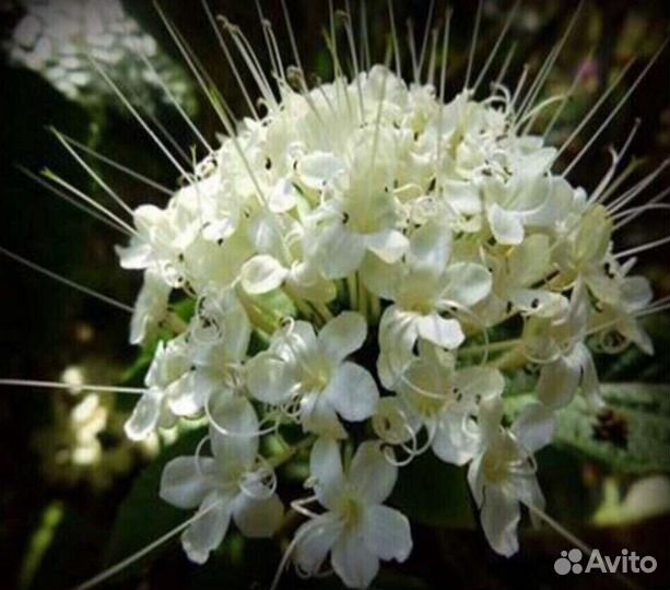 Клеродендрумы