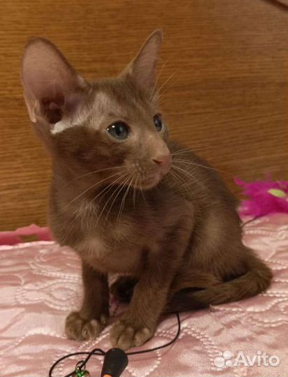 Ориентальные котята