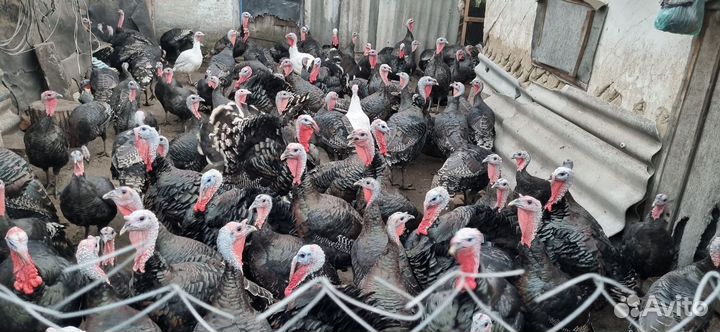 Домашняя индейка