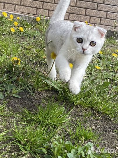 Шотландский вислоухий кот
