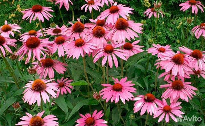 Многолетние растения