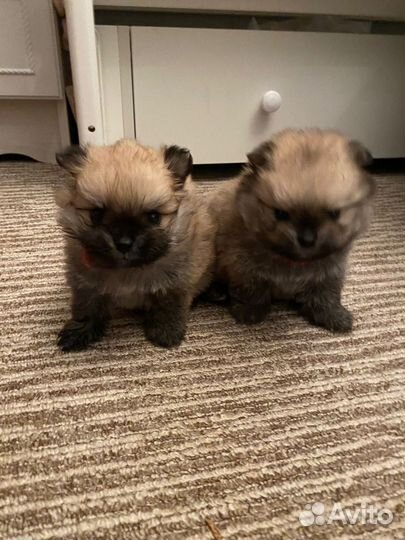 Щенки шпица