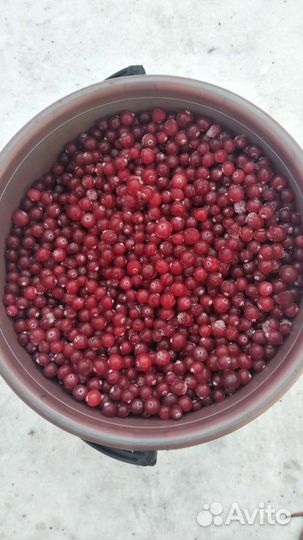 Клюква свежая