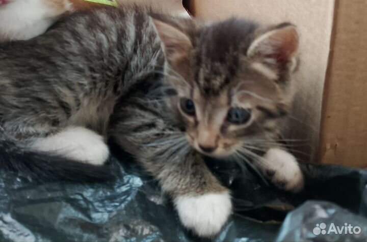 Котята в добрые руки