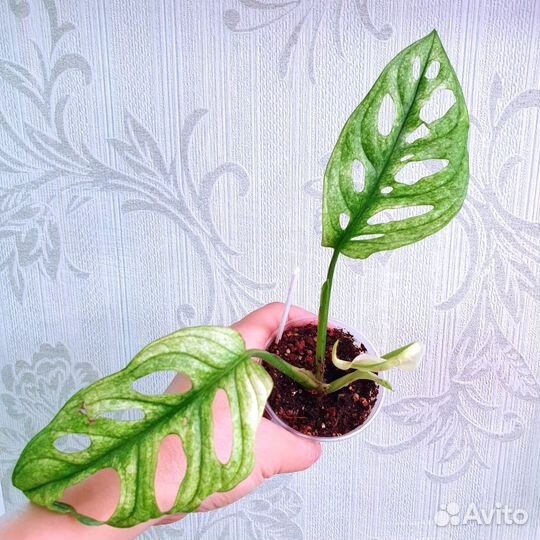 От 21.10. Комнатные растения, цветы