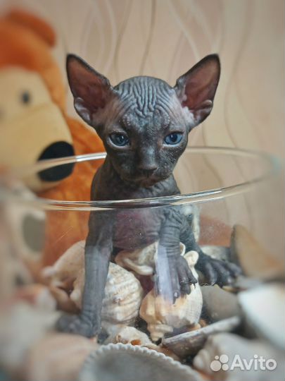 Канадский сфинкс