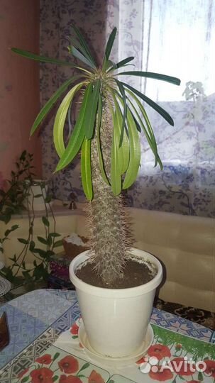 Пахиподиум