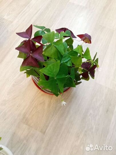 Кислица оксалис