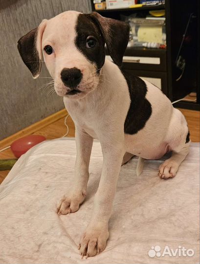 Американский питбультерьер