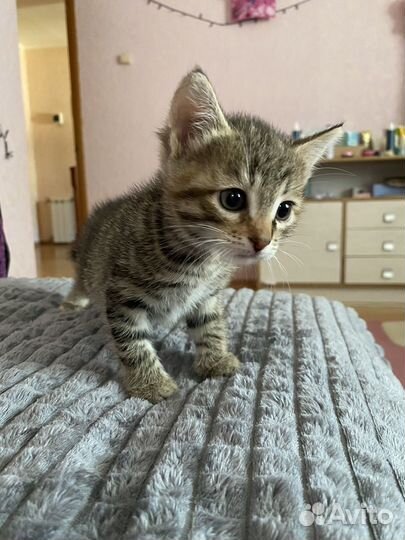 Котята