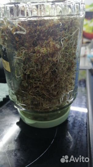 Микрозелень