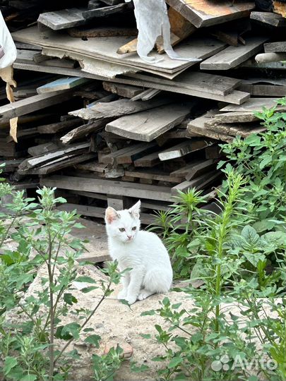 Котенок в добрые руки