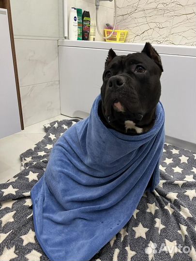 Американский булли вязка