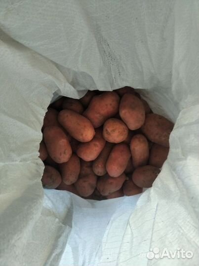 Продам картофель