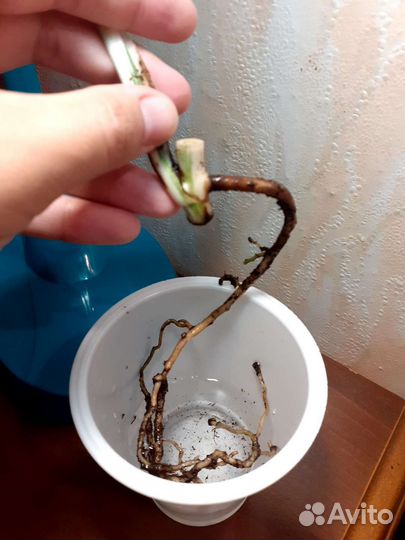 Монстерра вариеготная альба(с корнем и почкой)