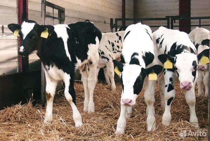 Телята Бычки мясного направления
