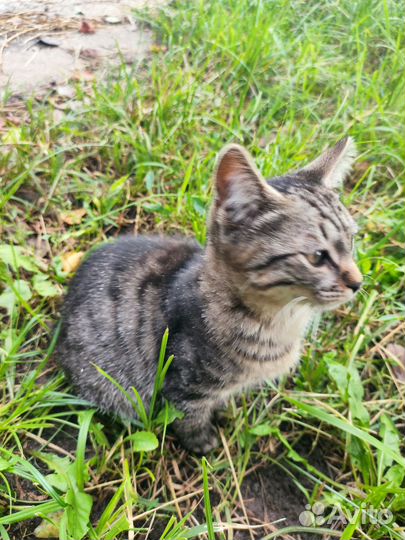 Два молодых котика ищут дом