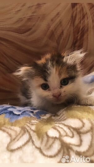 Кошка в дар