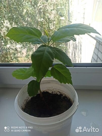 Гибискус китайская роза