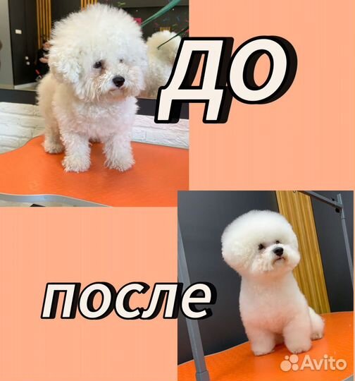 Груминг (стрижка собак и кошек, экспресс линька)