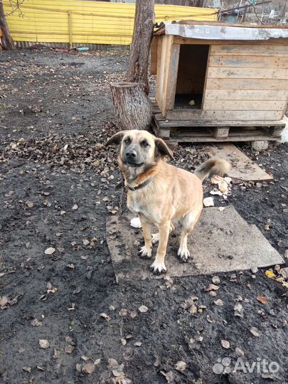 Собака в добрые руки отдам бесплатно