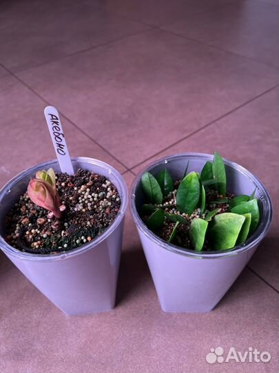 Замиокулькас Акебоно