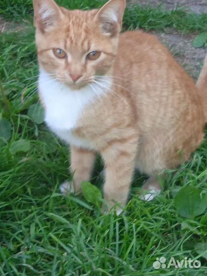 Котята в добрые руки бесплатно