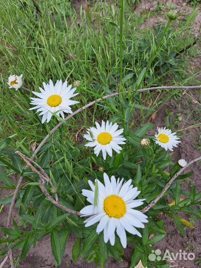 Ромашки, букет ромашек