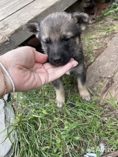 Щенки