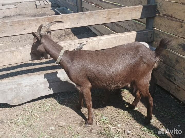 Коза козочка козлик