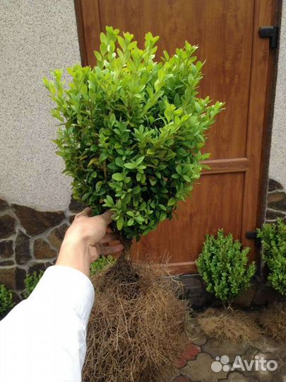 Самшит кусты