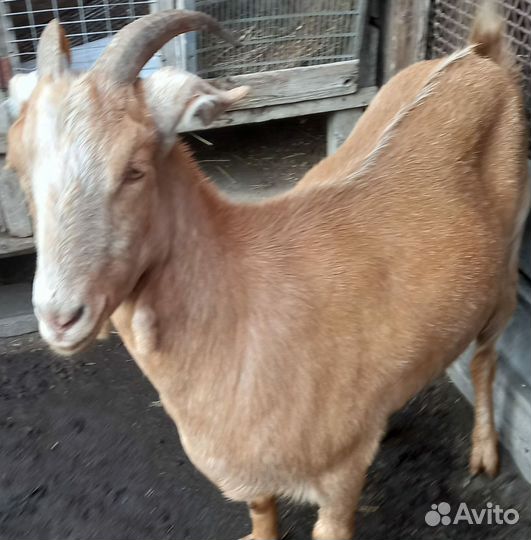 Продам козу