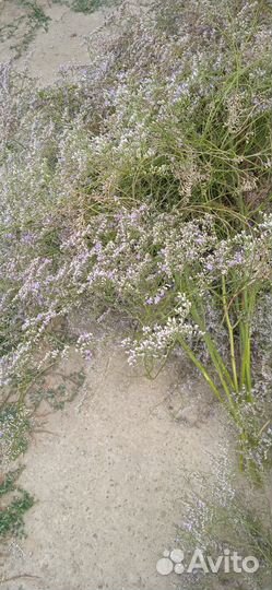 Кермек сухоцвет