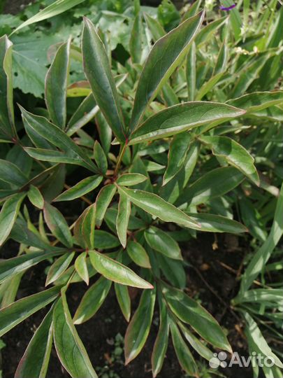 Саженцы пионов, лилии трубчатой