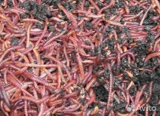 Черви для рыбалки