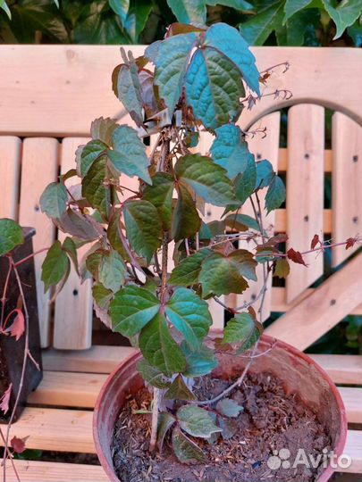 Дикий виноград