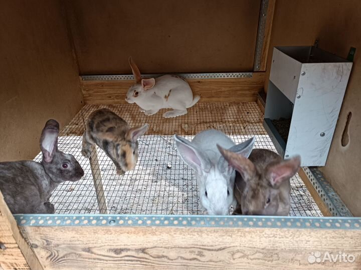 Кролики Рекс