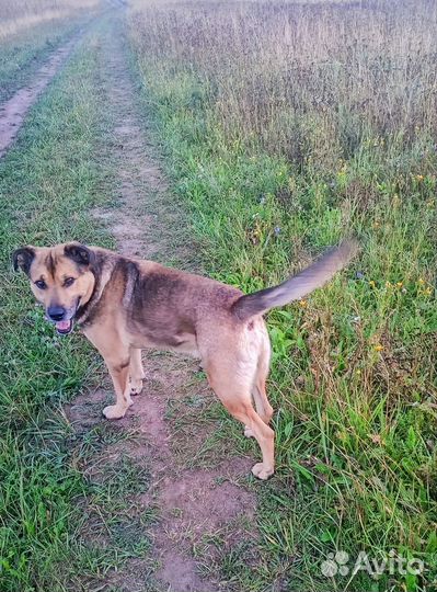 Ничейный пёс в беде