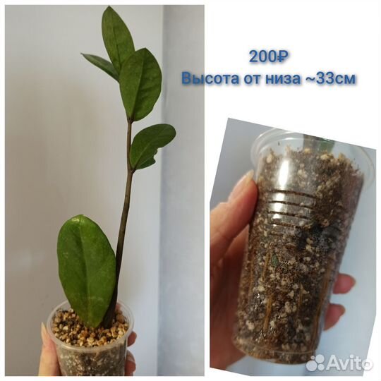 Замиокулькас