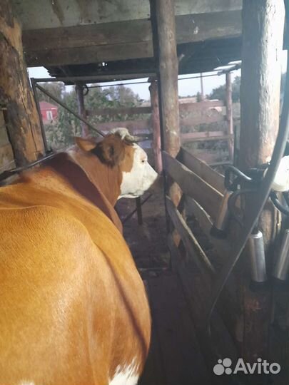 Первотелка