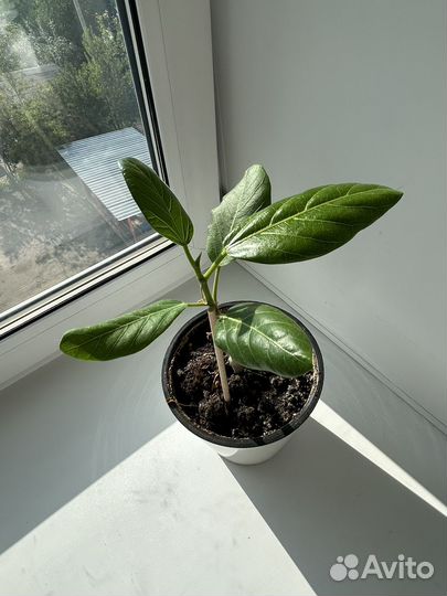 Фикус бенгальский