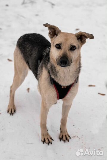 Собаки бесплатно