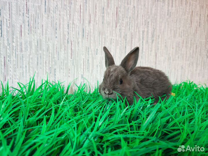 Карликовый кролик