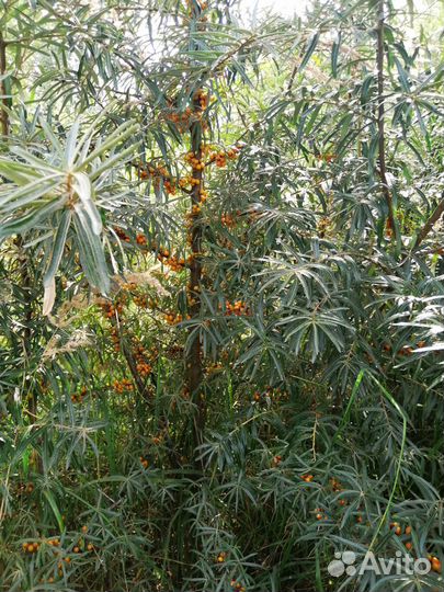 Сосна облепиха